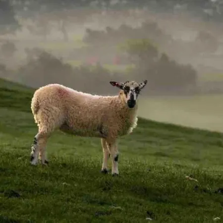 Ingledale Apartment, Ingleton, Yorkshire Dales National Park, Famous Three Peaks, Near The District, Pets Are Welcome Daire